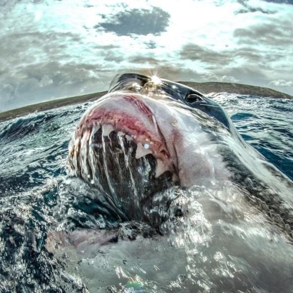 Meet your Posher, Talisa - Picture 1 of 1